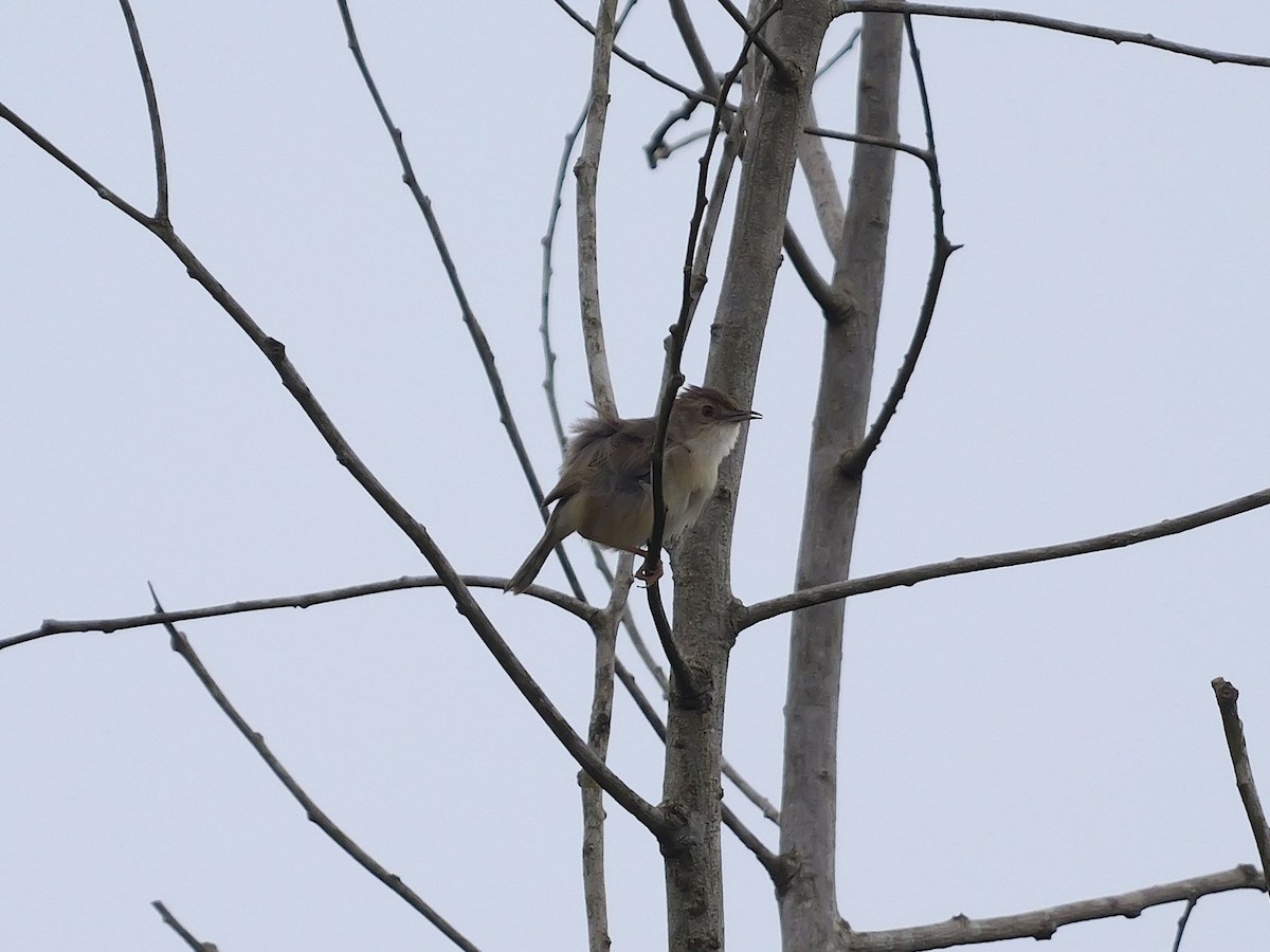 Chattering Cisticola - ML616416886