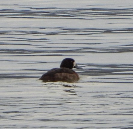 Greater Scaup - ML616416905