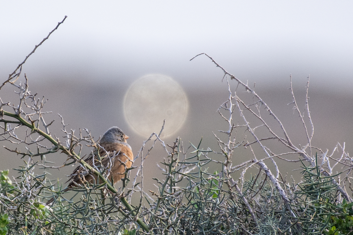 Cretzschmar's Bunting - ML616416935