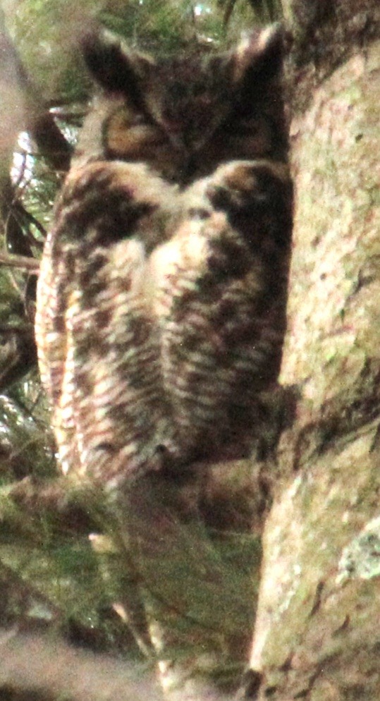 Great Horned Owl - ML616416945