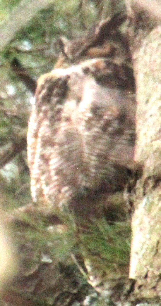 Great Horned Owl - ML616416946