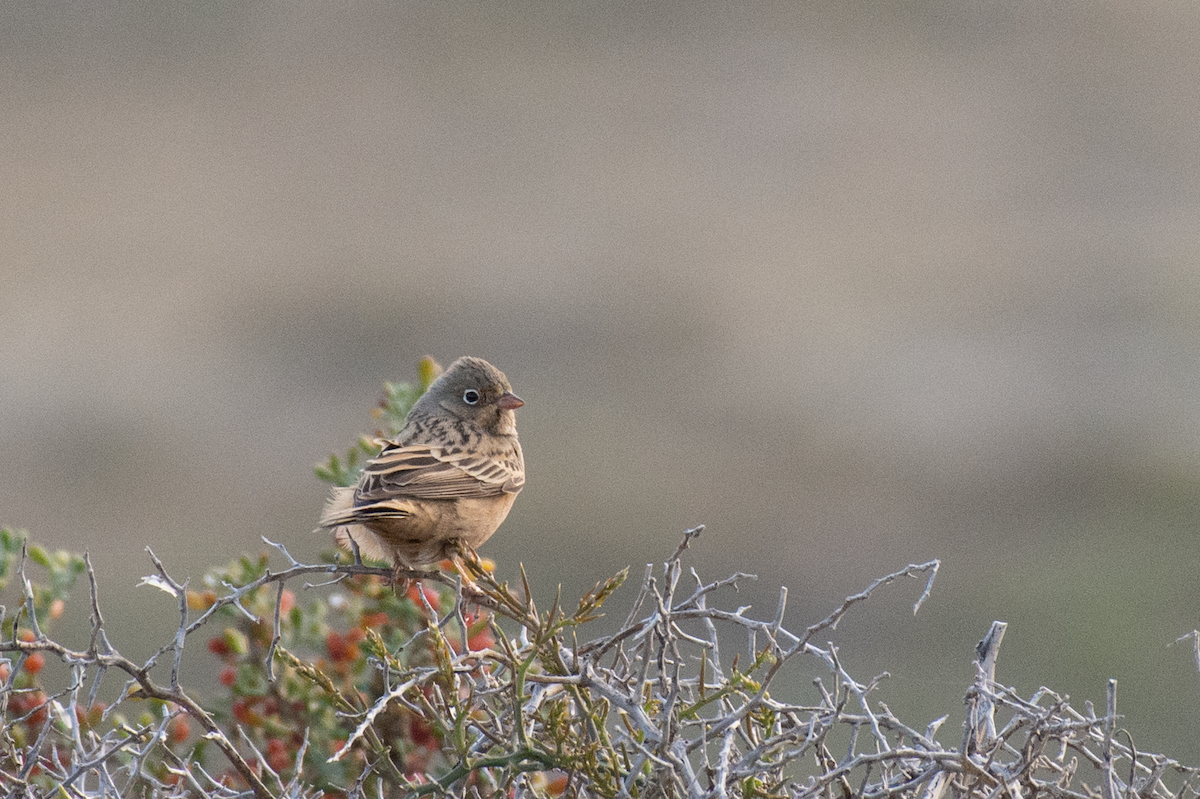 Cretzschmar's Bunting - ML616416955