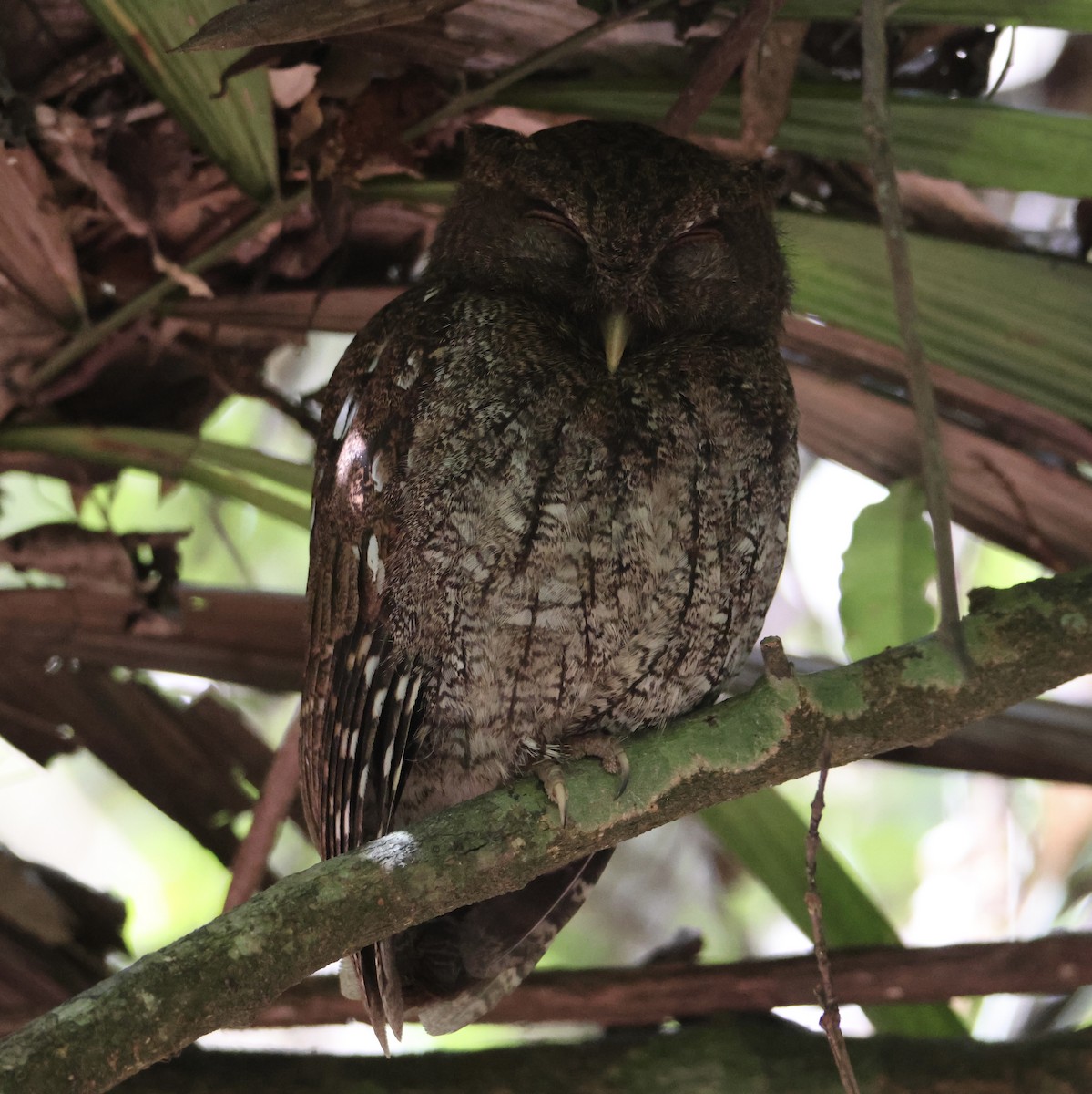 Choco Screech-Owl - ML616416966