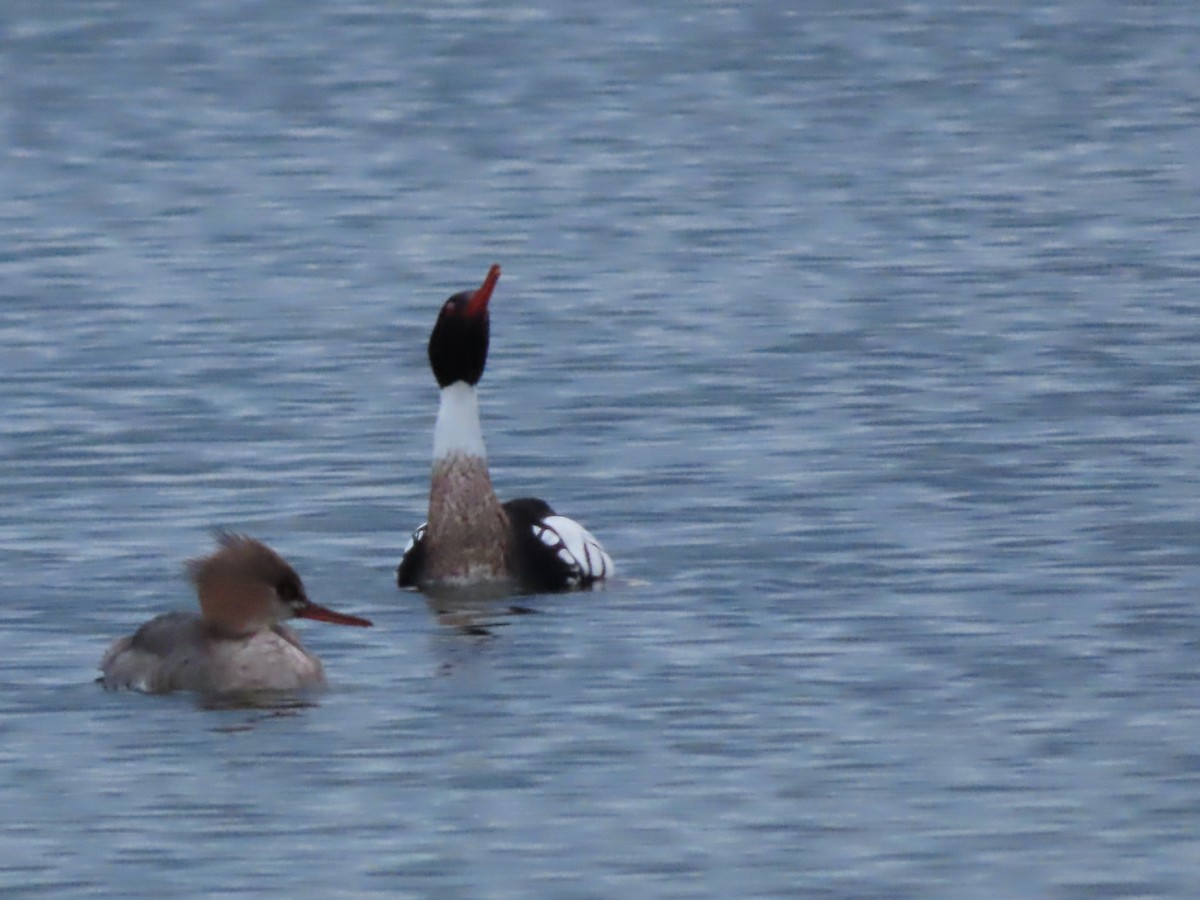 Red-breasted Merganser - ML616416967