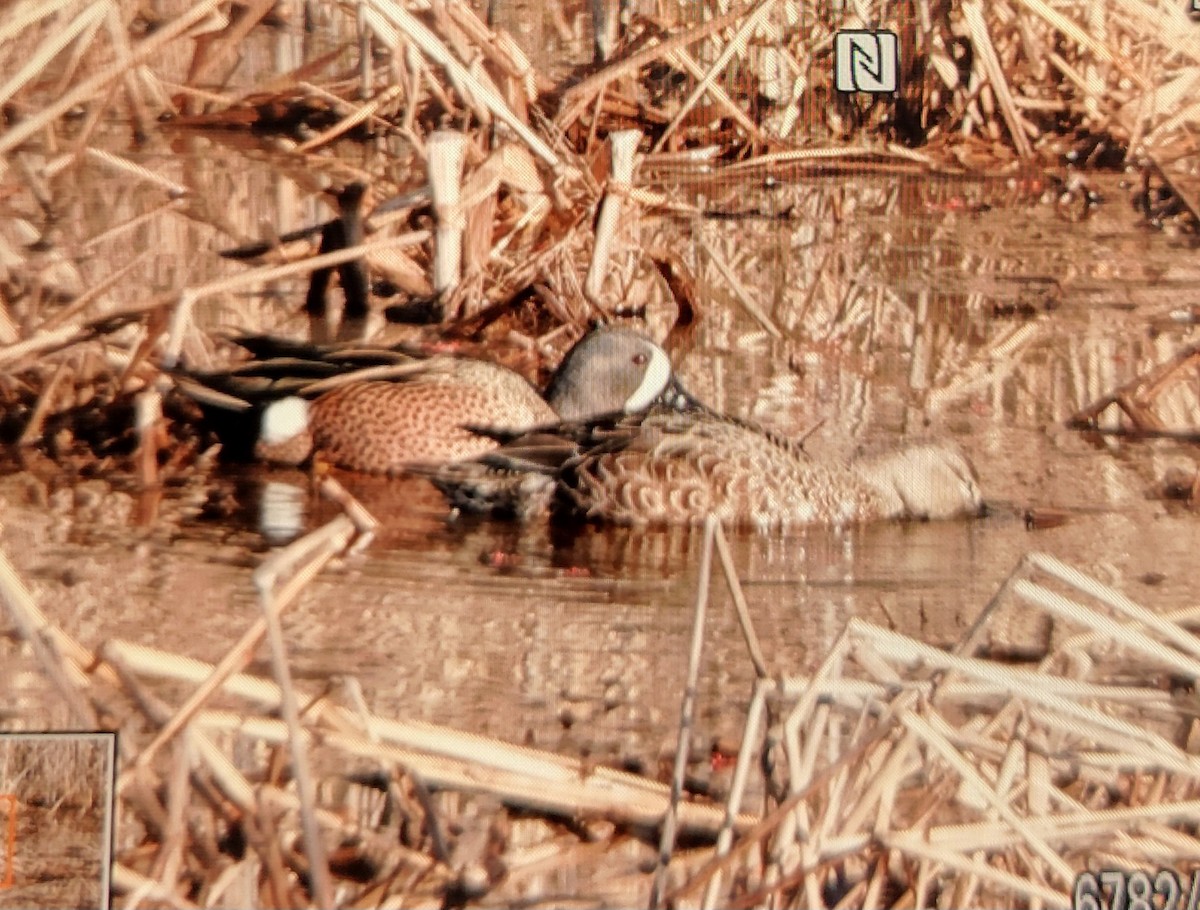 Blue-winged Teal - ML616417001