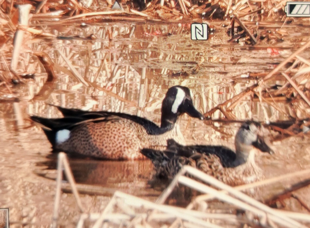 Blue-winged Teal - ML616417002