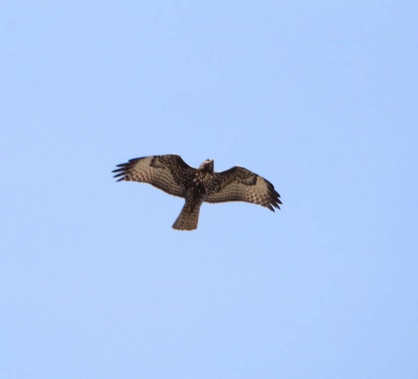 Red-tailed Hawk - ML616417047