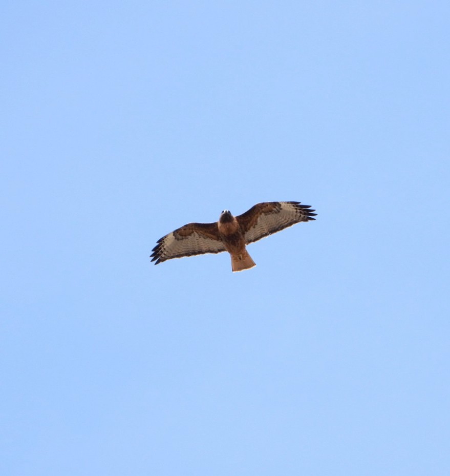 Red-tailed Hawk - ML616417048