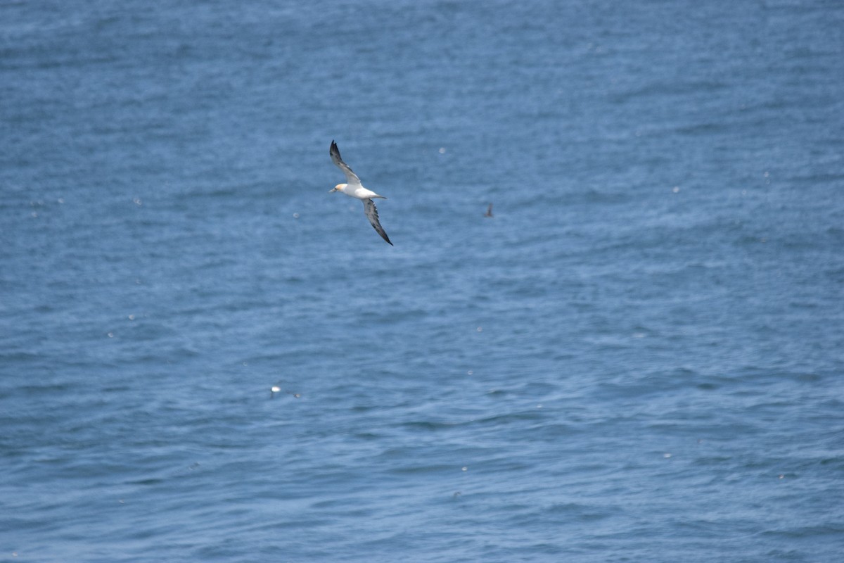 Northern Gannet - ML616417054