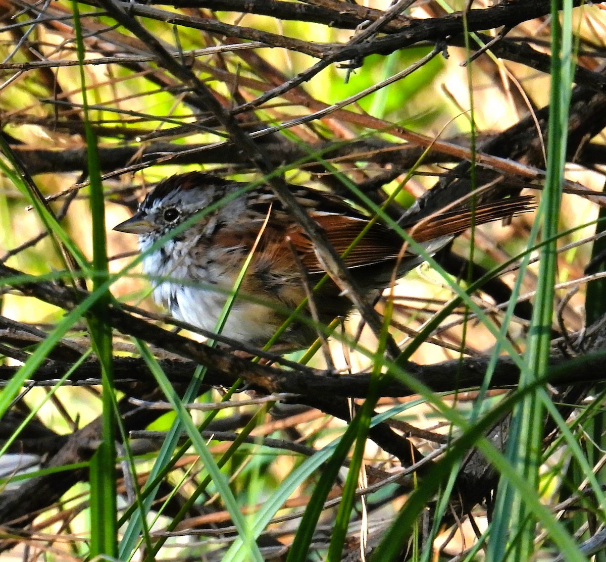 Swamp Sparrow - Karen Carbiener