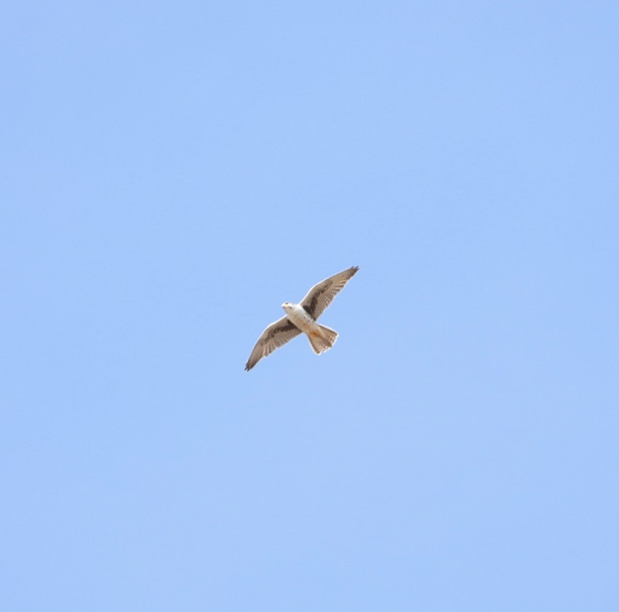 Prairie Falcon - ML616417074