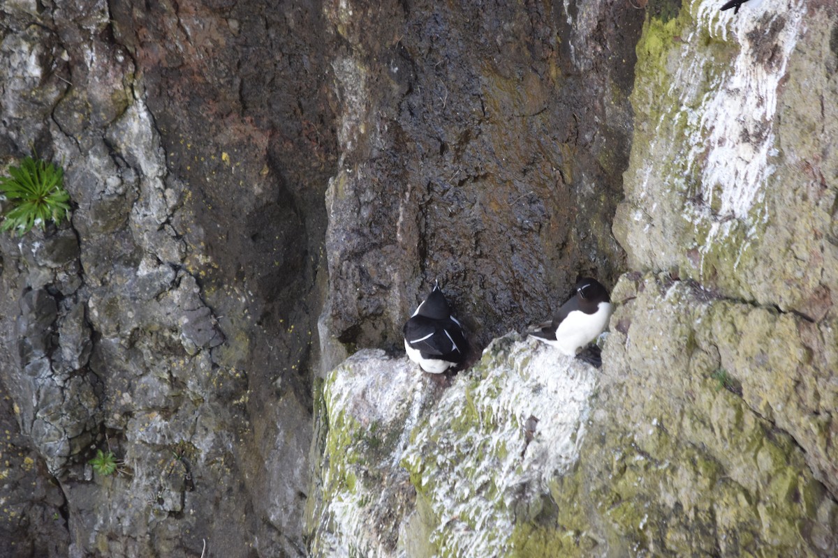 Razorbill - ML616417078