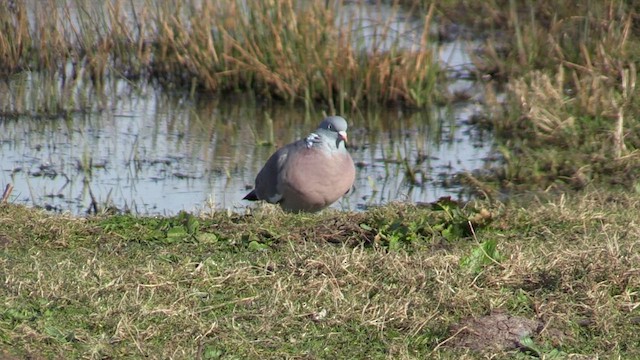 Common Wood-Pigeon - ML616417126