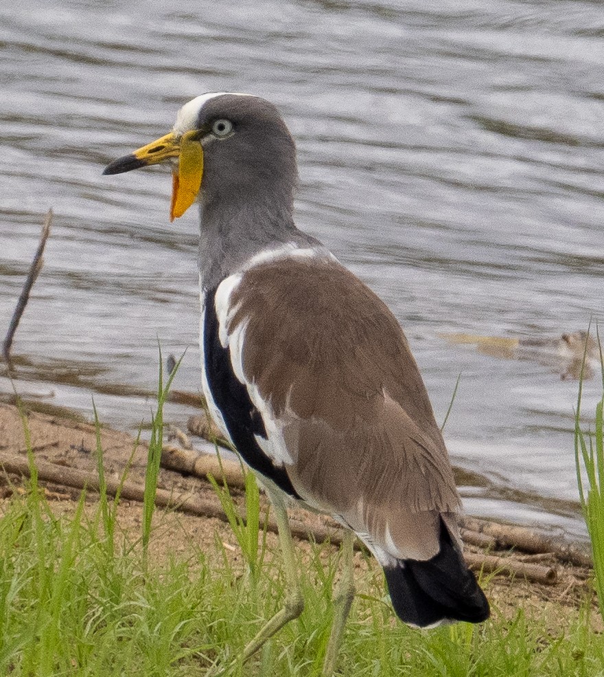 White-crowned Lapwing - Sam Zuckerman