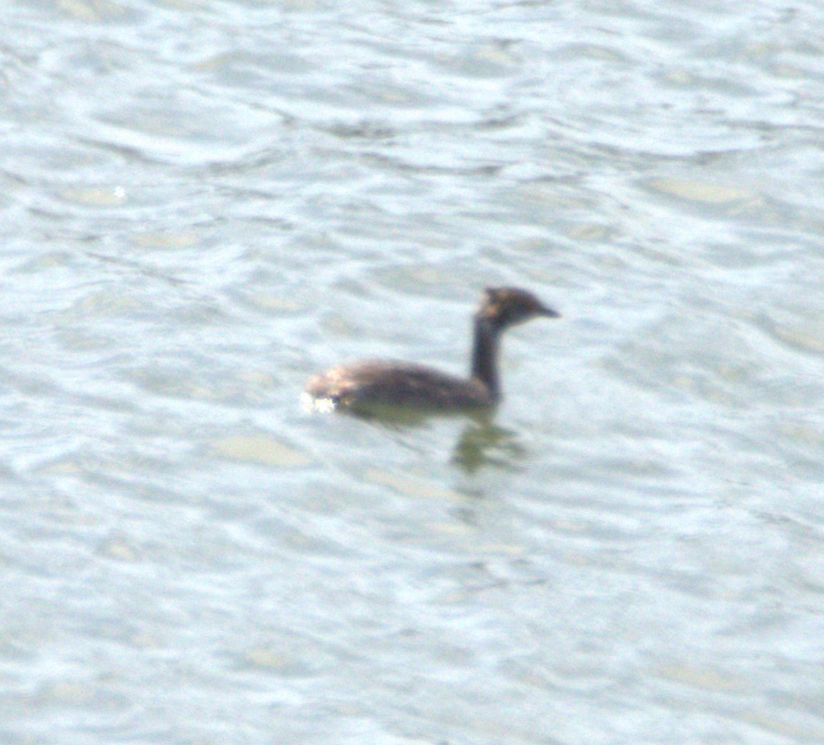 Horned Grebe - ML616417274