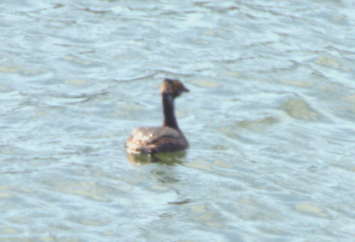 Horned Grebe - ML616417275