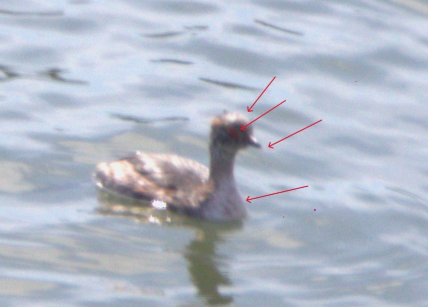 Horned Grebe - ML616417276