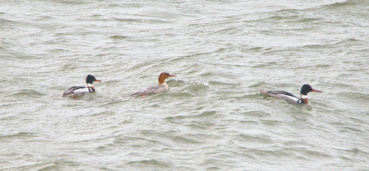 Common/Red-breasted Merganser - ML616417289