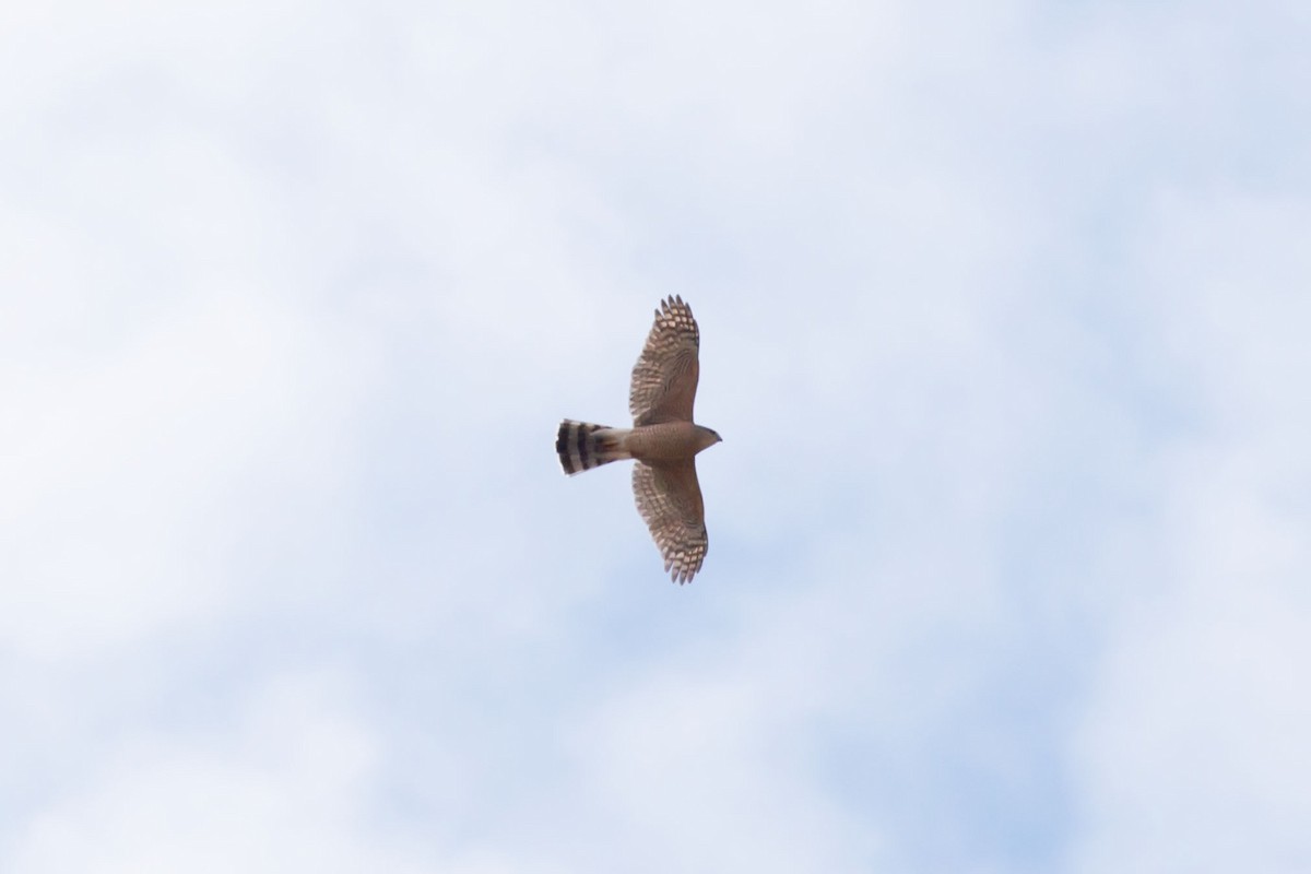 Cooper's Hawk - William Keim