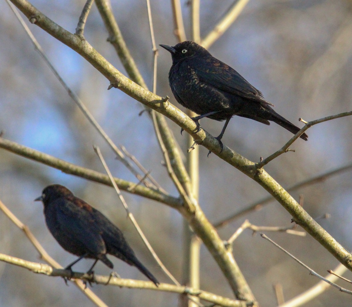 Rusty Blackbird - ML616417401