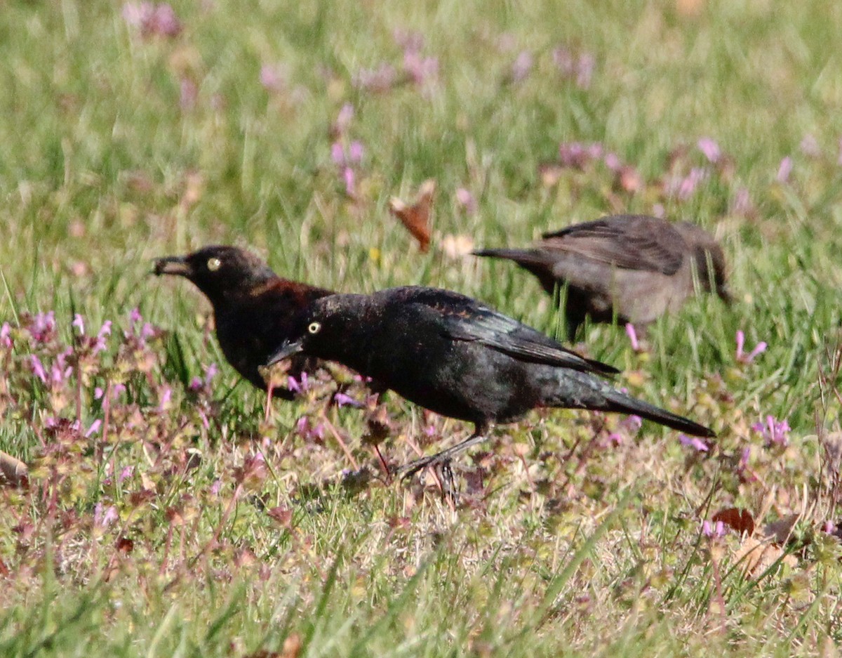Rusty Blackbird - ML616417402