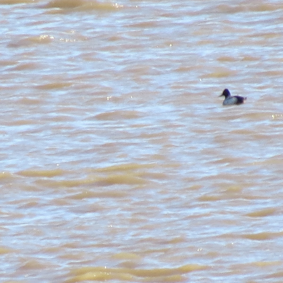 Lesser Scaup - Tom Eck