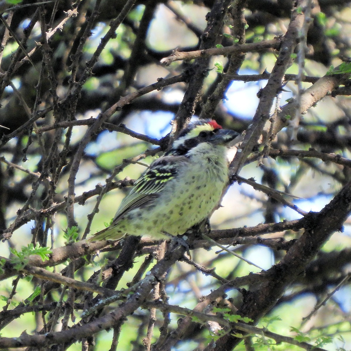 diademskjeggfugl - ML616417455