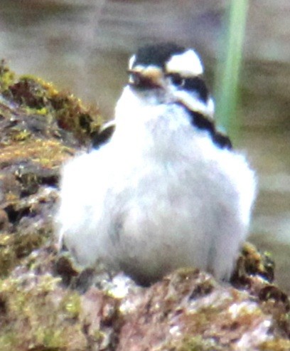 Downy Woodpecker (Eastern) - ML616417457