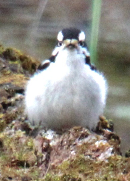 Downy Woodpecker (Eastern) - ML616417458