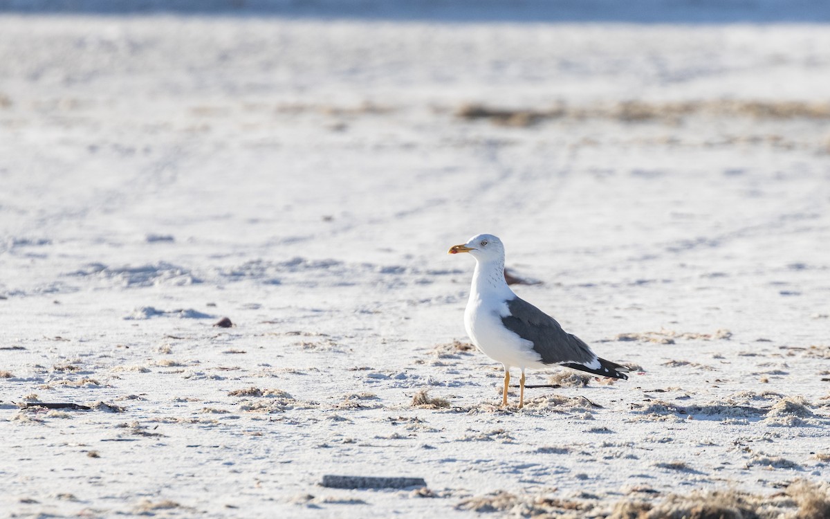 Lesser Black-backed Gull - ML616417459