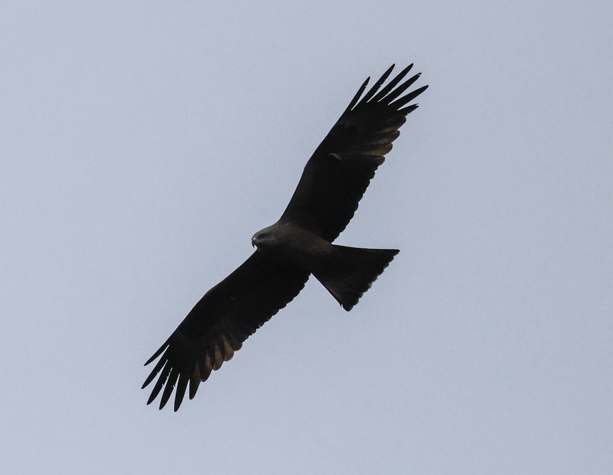 Сохор элээ - ML616417469