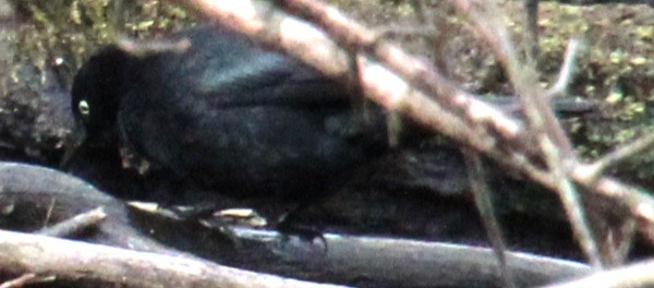 Rusty Blackbird - ML616417472