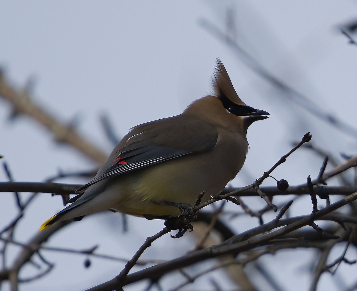 Cedar Waxwing - ML616417502