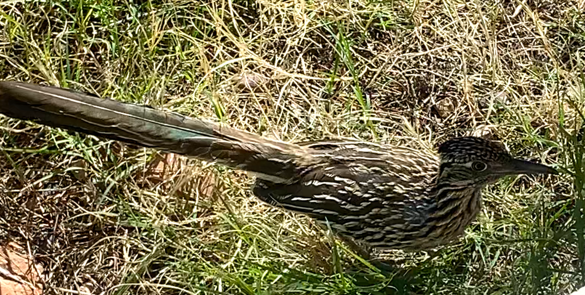 Greater Roadrunner - ML616417509