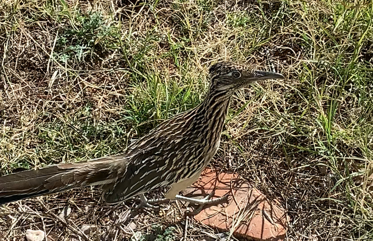 Greater Roadrunner - ML616417510