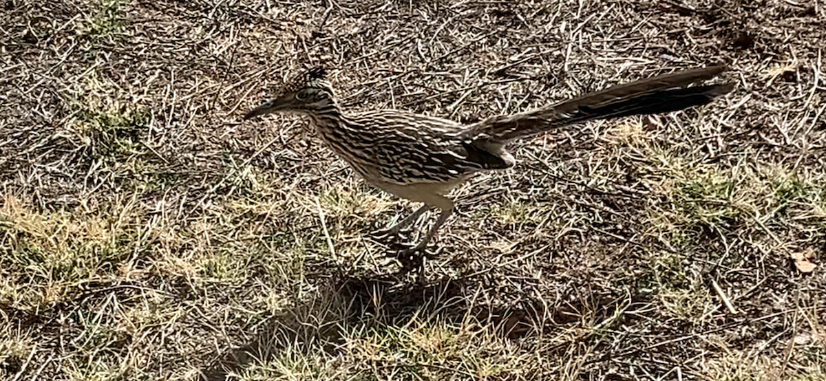 Greater Roadrunner - ML616417512