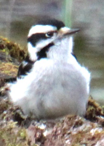 Downy Woodpecker (Eastern) - ML616417518