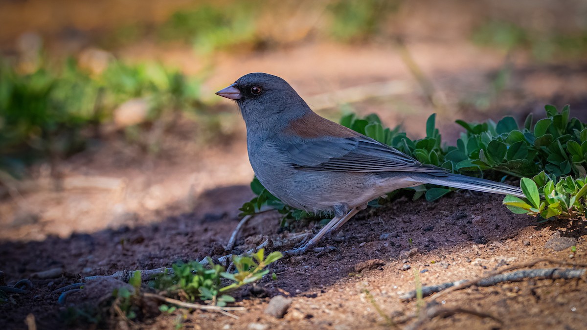 Dark-eyed Junco - Michael McGovern