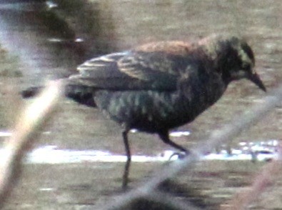 Rusty Blackbird - ML616417543