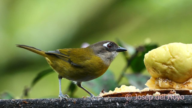 ヤブフウキンチョウ - ML616417573