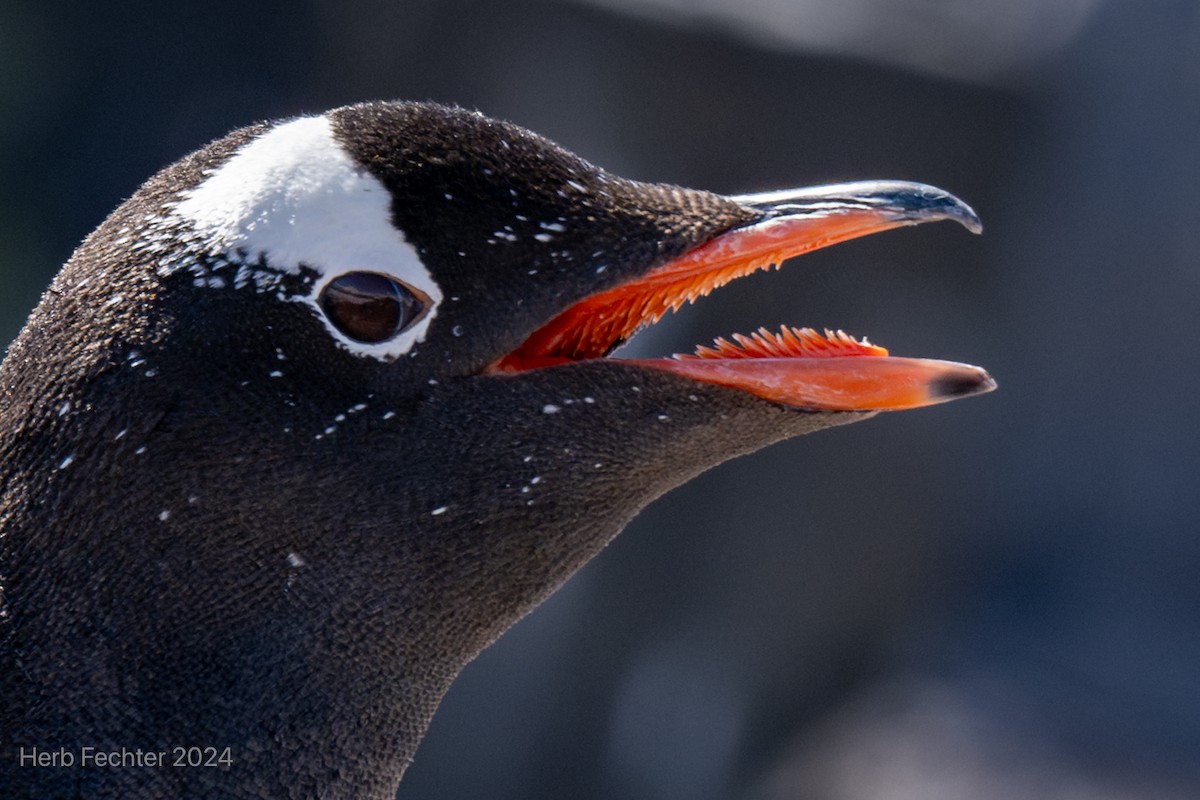 Gentoo Penguin - Herbert Fechter