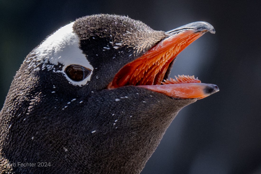 Gentoo Penguin - Herbert Fechter