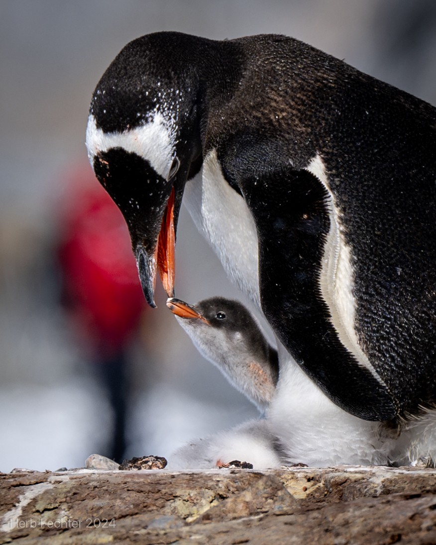 Gentoo Penguin - ML616417578