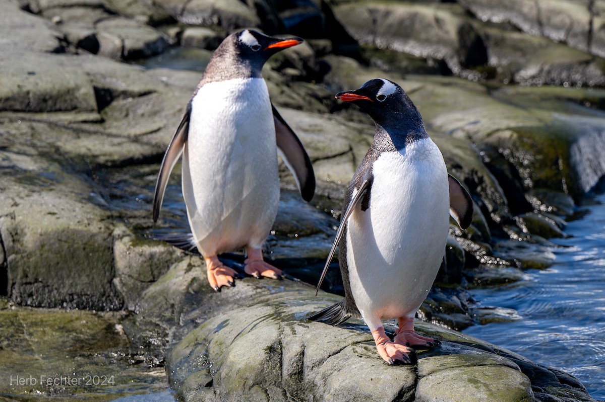 Gentoo Penguin - ML616417579