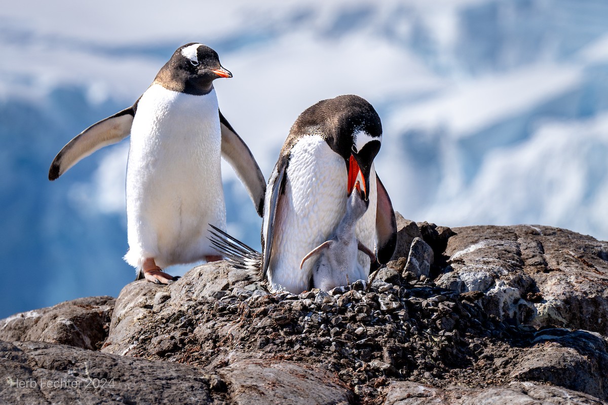 Gentoo Penguin - ML616417583