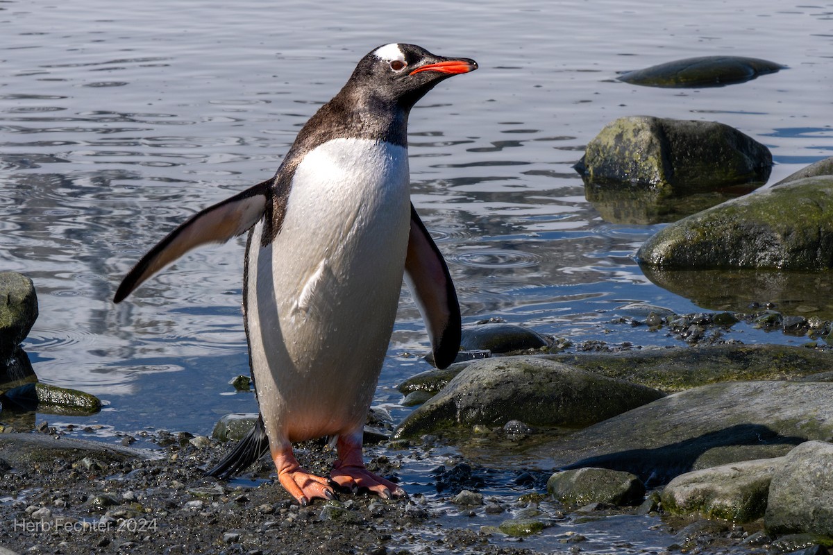 Ослиный пингвин - ML616417588