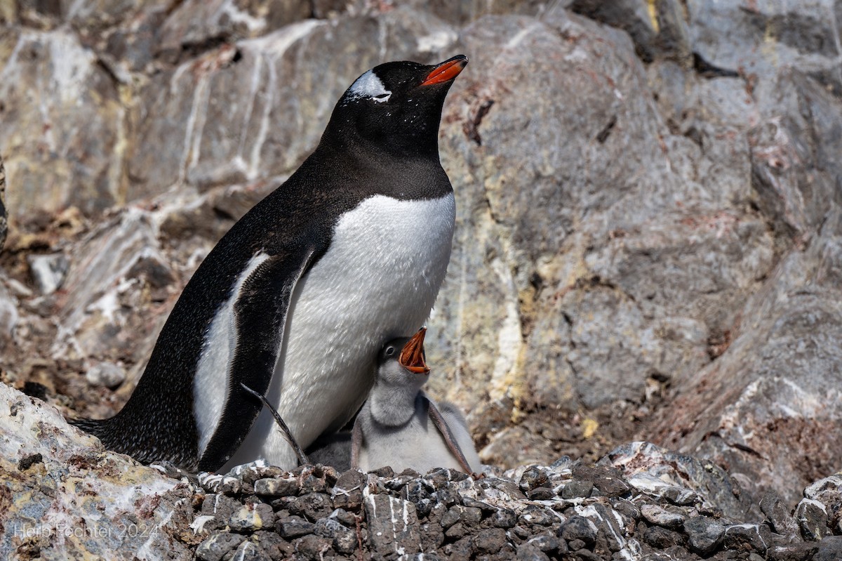 Gentoo Penguin - ML616417589