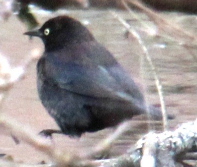 Rusty Blackbird - ML616417602