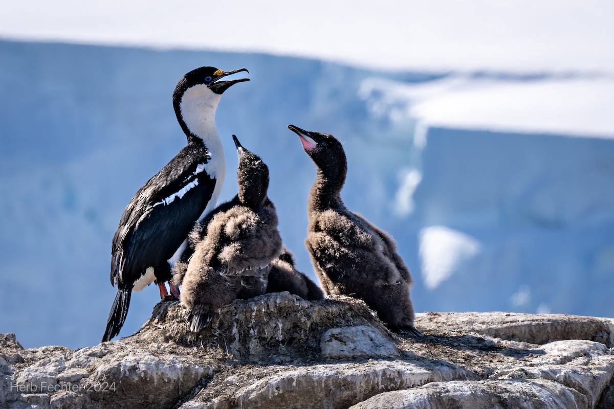 Antarctic Shag - Herbert Fechter