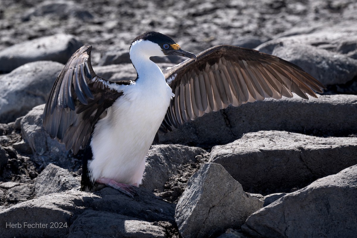 Antarctic Shag - Herbert Fechter